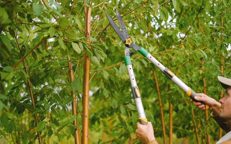 Tree trimming in Taylorsville, IN